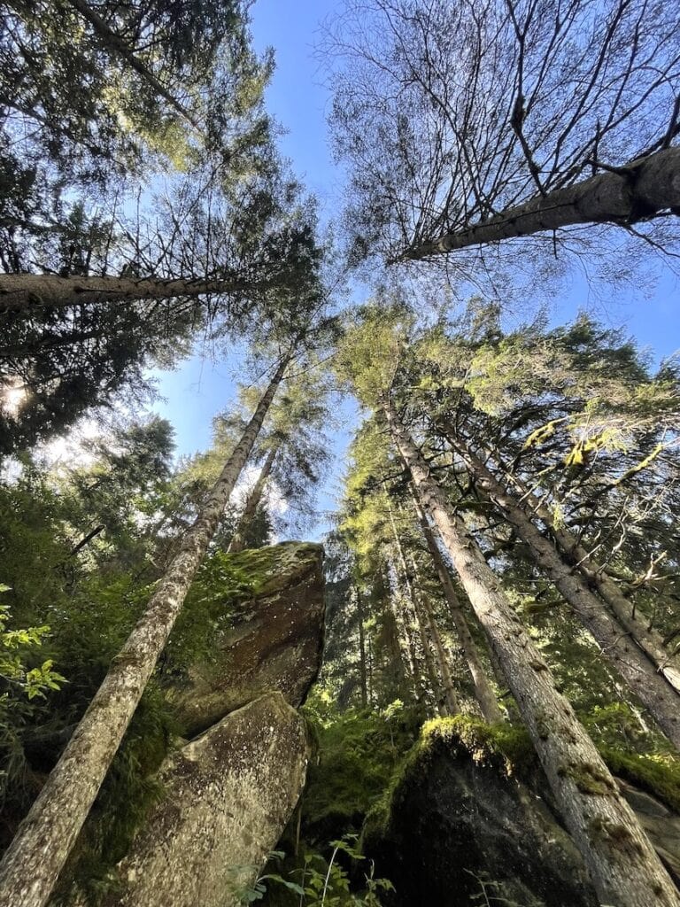 Crescita dei boschi italiani